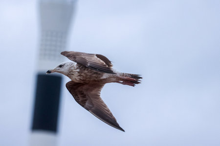 Seagulls are large birds commonly found at the seaside.の写真素材