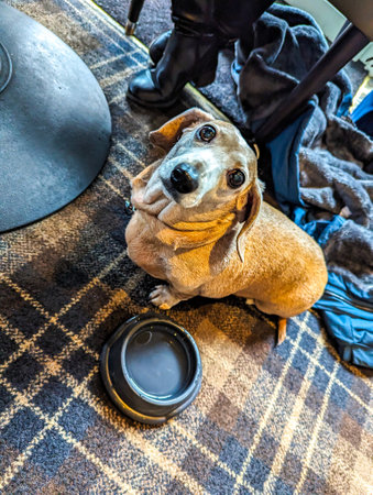 A pet friendly pub that allows pets, here seen a Miniature Dachshund sitting waiting patiently for it's meal or a treat.の写真素材