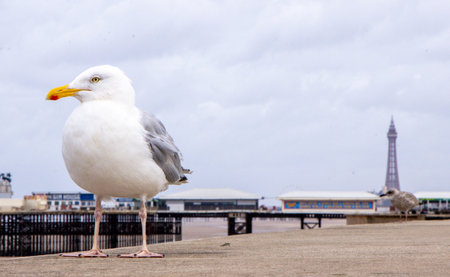 Seagulls are large birds commonly found at the seaside.の写真素材