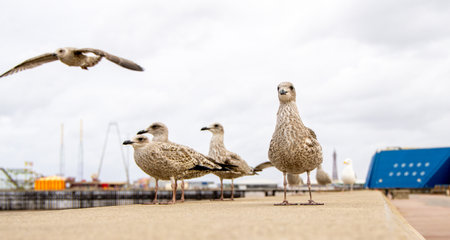 Seagulls are large birds commonly found at the seaside.の写真素材