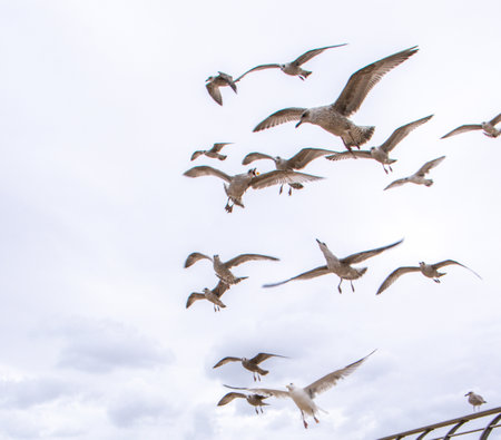 Seagulls are large birds commonly found at the seaside. They can be very greedy and steal any food they can get their beaks on, often swarming people.の写真素材