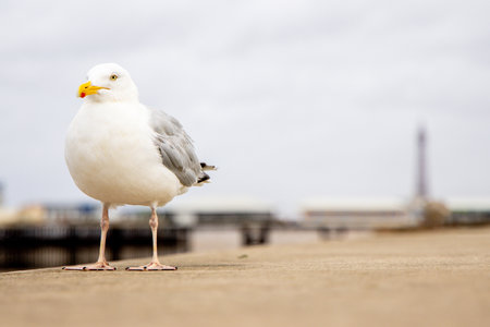 Seagulls are large birds commonly found at the seaside.の写真素材