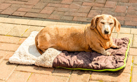 An adorable Miniature Dachshund dog having a sleep due to being tired or being unwell.の写真素材
