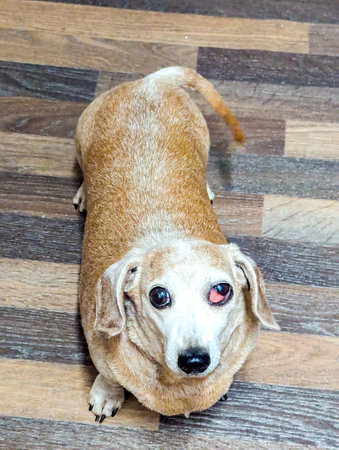 A healthcare condition which is common in Miniature Dachshunds, Cherry Eye affects the tear duct area of the eye socket.の写真素材