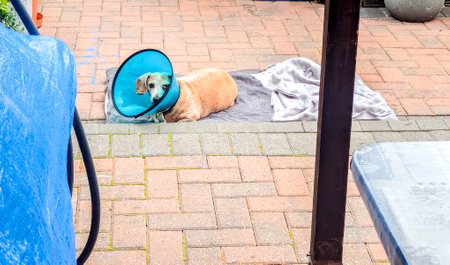 A Miniature Dachshund with an eye condition has had a vet's collar fitted to prevent it from rubbing or itching it's eye to prevent further injury.の写真素材