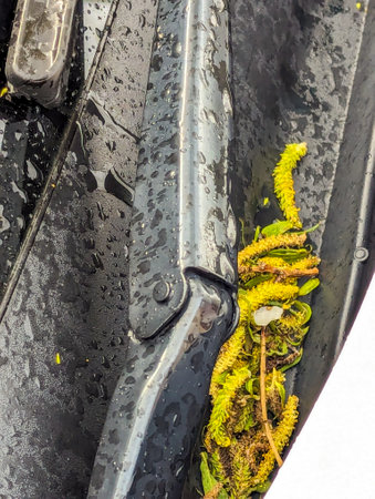 Vehicle covered in debris from an overhanging willow tree. The debris putting the vehicle paintwork and windows at risk of damage(s)の写真素材