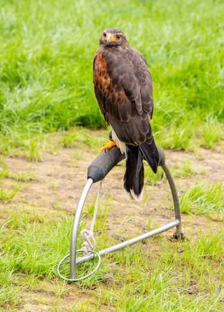 A large bird of prey perched watching everything that goes on around it, seeking out it's prey.の写真素材