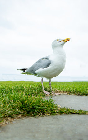 Seagulls are large birds commonly found at the seaside. They can be very greedy and steal any food they can get their beaks on, often swarming people.の写真素材
