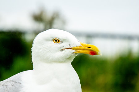 Seagulls are large birds commonly found at the seaside.の写真素材