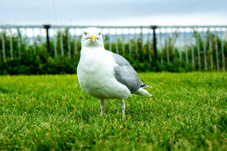 Seagulls are large birds commonly found at the seaside.の写真素材