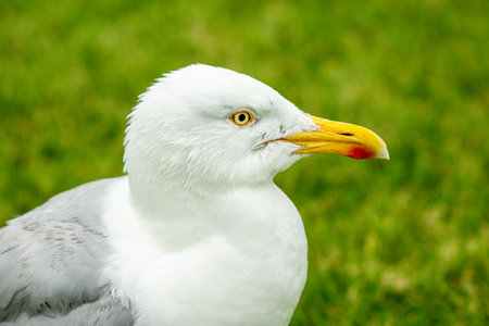 Seagulls are large birds commonly found at the seaside.の写真素材