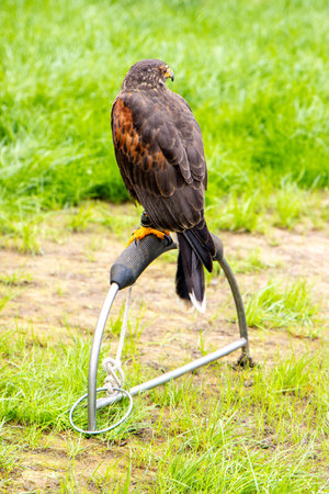 A large bird of prey perched watching everything that goes on around it, seeking out it's prey.の写真素材
