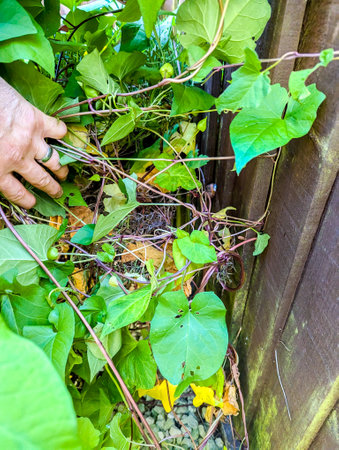 A common property issue of Bindweed Vines growing and creating property issues due to the fast growing spread getting into all places.の写真素材