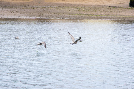Seagulls are large birds commonly found at the seaside.の写真素材