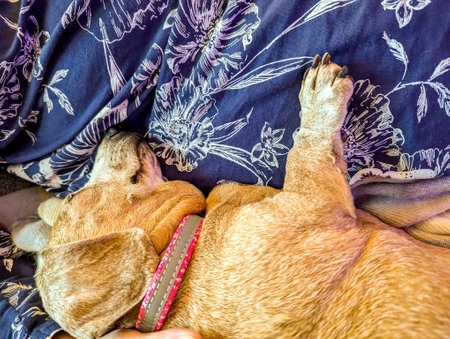 An adorable Miniature Dachshund dog having a sleep due to being tired or being unwell.の写真素材