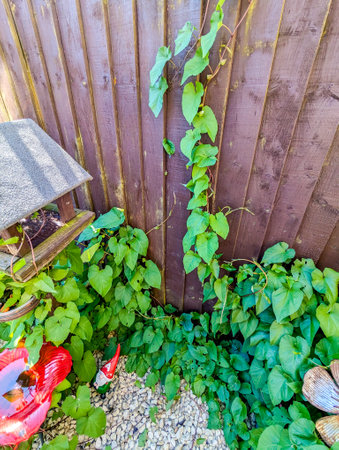 A common property issue of Bindweed Vines growing and creating property issues due to the fast growing spread getting into all places.の写真素材