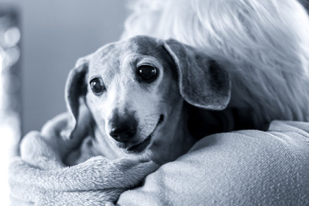 An owner hugs their Miniature Dachshund, on their shoulder, to give it love and support.の写真素材