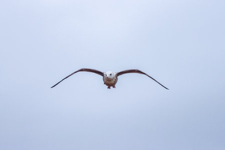 Seagulls are large birds commonly found at the seaside.の写真素材