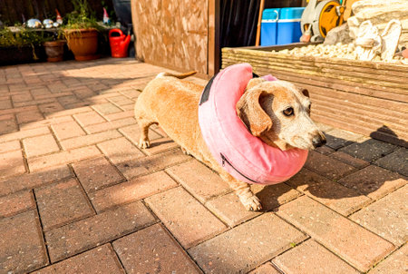 A Miniature Dachshund with an eye condition has had a vet's collar fitted to prevent it from rubbing or itching it's eye to prevent further injury.の写真素材