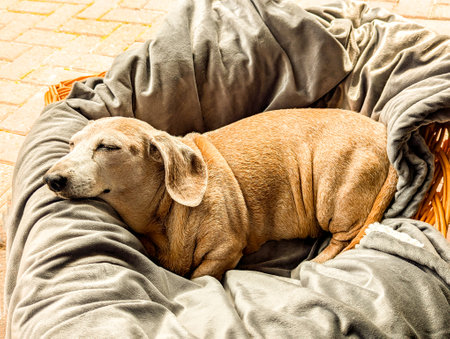 An adorable Miniature Dachshund dog having a sleep due to being tired or being unwell.の写真素材