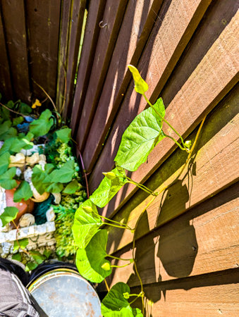 A common property issue of Bindweed Vines growing and creating property issues due to the fast growing spread getting into all places.の写真素材