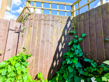 A common property issue of Bindweed Vines growing and creating property issues due to the fast growing spread getting into all places.の写真素材
