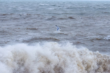 Seagulls are large birds commonly found at the seaside.の写真素材