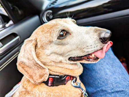One of the favourite dog breeds, the Miniature Dachshund is a well loved breed of dog for it's unusually long body. Here seen an old aged adult female dog.の写真素材