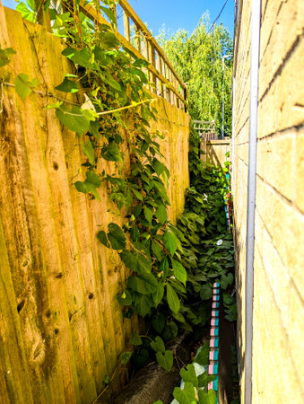 A common property issue of Bindweed Vines growing and creating property issues due to the fast growing spread getting into all places.の写真素材