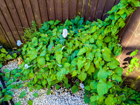 A common property issue of Bindweed Vines growing and creating property issues due to the fast growing spread getting into all places.の写真素材