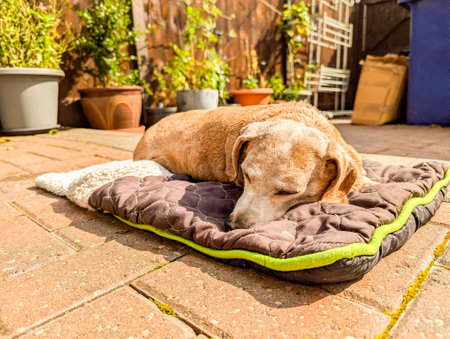 An adorable Miniature Dachshund dog having a sleep due to being tired or being unwell.の写真素材