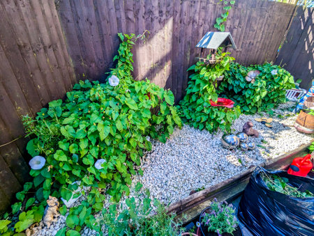 A common property issue of Bindweed Vines growing and creating property issues due to the fast growing spread getting into all places.の写真素材