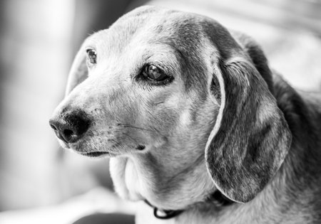 One of the favourite dog breeds, the Miniature Dachshund is a well loved breed of dog for its unusually long body. Here seen an old aged adult female dog.の写真素材