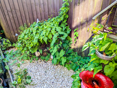 A common property issue of Bindweed Vines growing and creating property issues due to the fast growing spread getting into all places.の写真素材