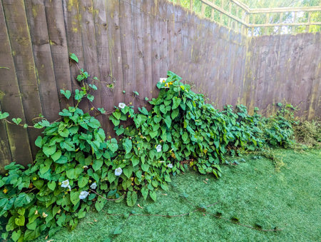 A common property issue of Bindweed Vines growing and creating property issues due to the fast growing spread getting into all places.の写真素材