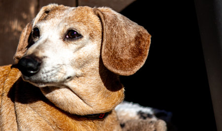 One of the favourite dog breeds, the Miniature Dachshund is a well loved breed of dog for it's unusually long body. Here seen an old aged adult female dog.の写真素材