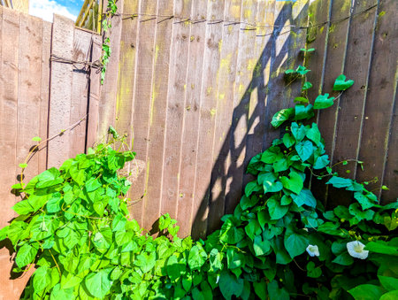 A common property issue of Bindweed Vines growing and creating property issues due to the fast growing spread getting into all places.の写真素材