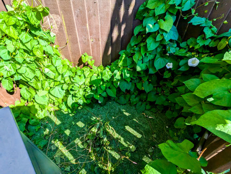 A common property issue of Bindweed Vines growing and creating property issues due to the fast growing spread getting into all places.の写真素材