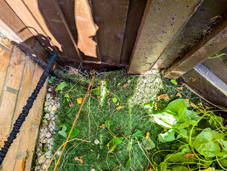 A common property issue of Bindweed Vines growing and creating property issues due to the fast growing spread getting into all places.の写真素材