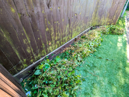 A common property issue of Bindweed Vines growing and creating property issues due to the fast growing spread getting into all places.の写真素材
