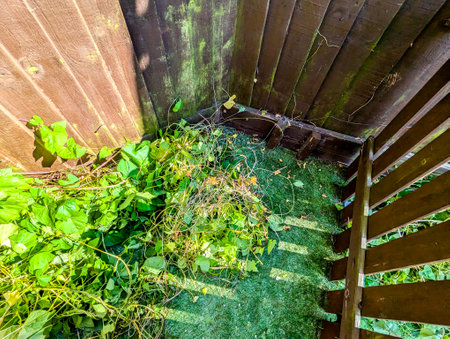 A common property issue of Bindweed Vines growing and creating property issues due to the fast growing spread getting into all places.の写真素材