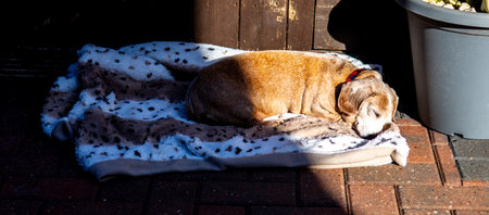 An adorable Miniature Dachshund dog having a sleep due to being tired or being unwell.の写真素材