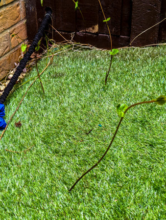 A common property issue of Bindweed Vines growing and creating property issues due to the fast growing spread getting into all places.の写真素材