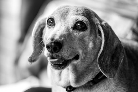 Here seen an old aged adult female dog.