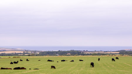 A bunch of black dairy cows sitting or standing in an open, large, green farmer's field.の写真素材