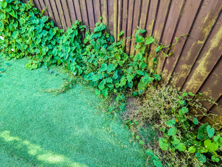A common property issue of Bindweed Vines growing and creating property issues due to the fast growing spread getting into all places.の写真素材