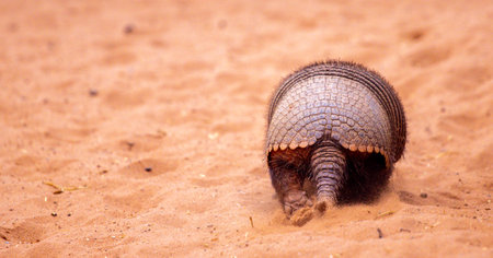 An Armadillo Animal Running Around In An Enclosure At A Zoo. The Armadillo enjoying running in the soft sand.の写真素材