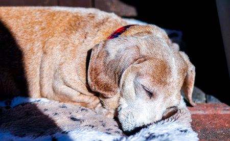 An adorable Miniature Dachshund dog having a sleep due to being tired or being unwell.の写真素材