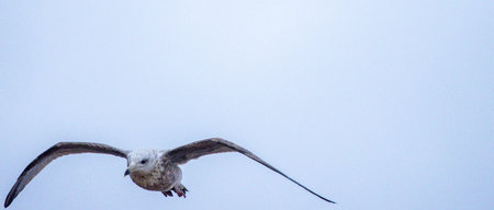 Seagulls are large birds commonly found at the seaside. They can be very greedy and steal any food...