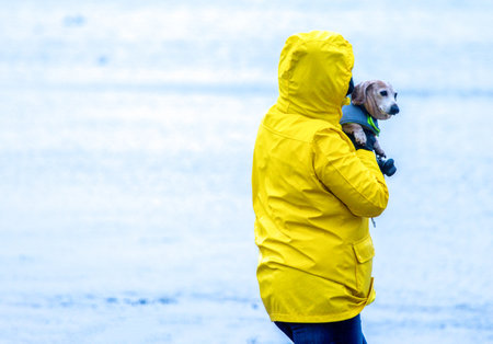 One of the favourite activities of a dog is to go for a walk, here seen a Miniature Dachshund walking along a beach.の写真素材